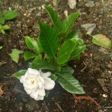 Gardenia 'Crown jewels'