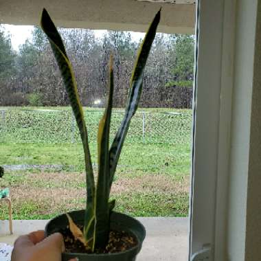 Sansevieria trifasciata var. laurentii