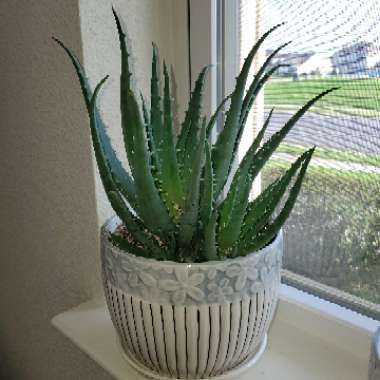 Aloe Spinosissima