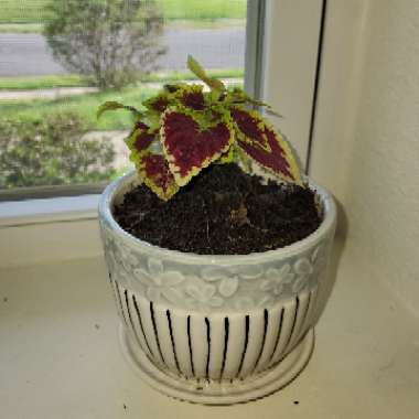 Plectranthus scutellarioides 'Crimson Gold'