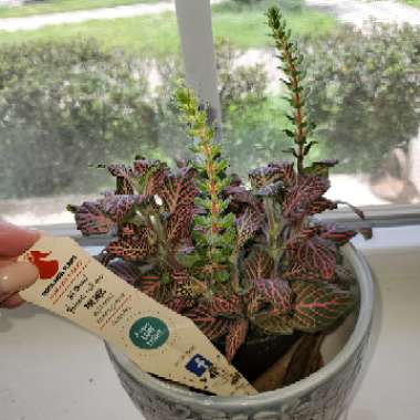 Fittonia Verschaffeltii 'Pink Angel'