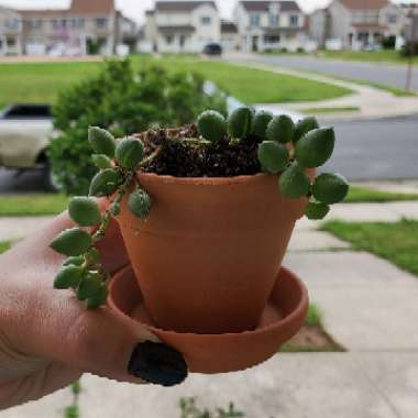 Curio Herreanus syn. Senecio Herreanus