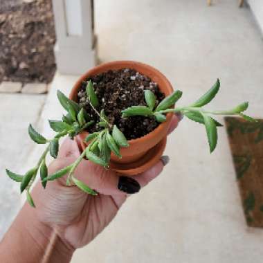 Senecio Radicans Glauca