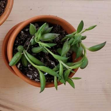 Senecio Radicans Glauca