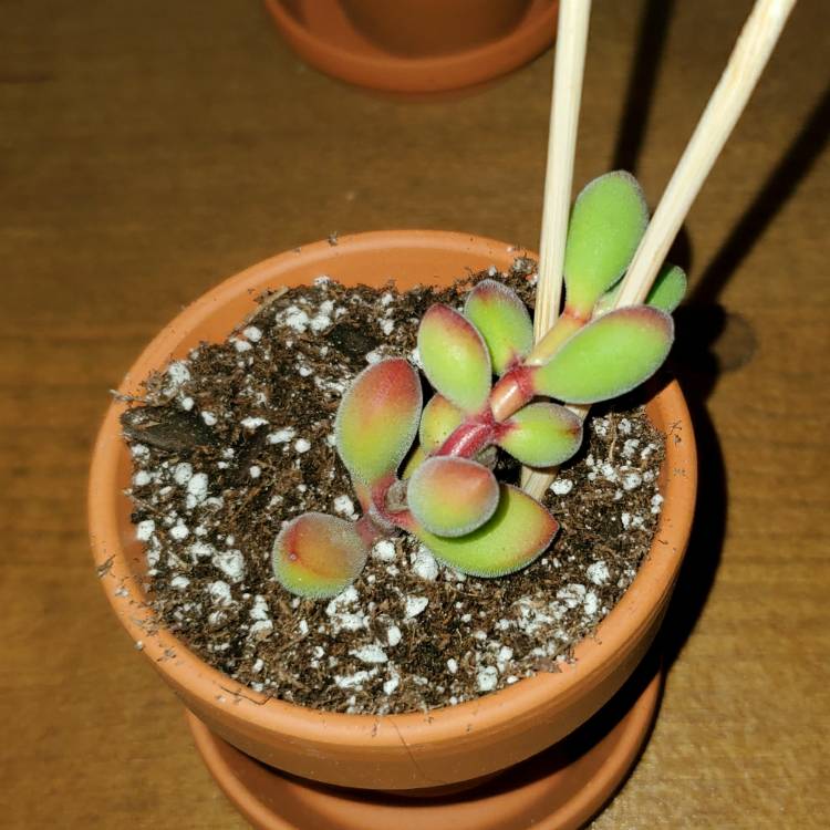 Plant image Crassula rogersii