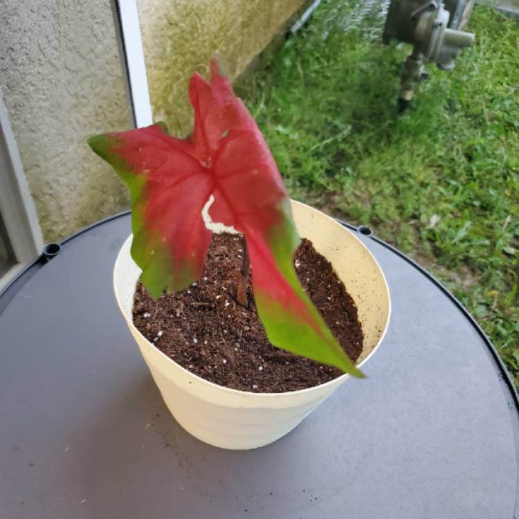 Plant image Caladium 'Frieda Hemple'