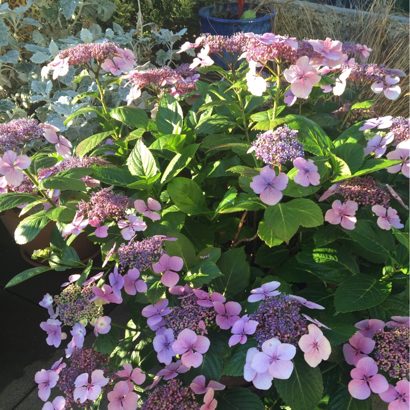 Plant image Hydrangea macrophylla 'Blue Bonnet'