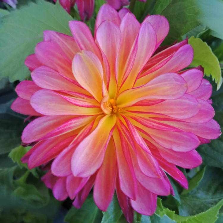 Plant image Dahlia 'Dahlinova Hypnotica Tequila Sunrise' (Dahlinova Hypnotica Series)