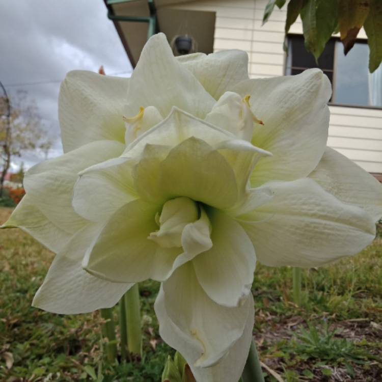 Plant image Hippeastrum (Sonatini Group) 'White Rascal'