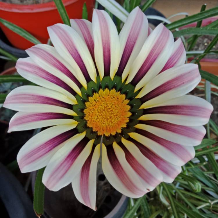 Plant image Gazania splendens 'Big Kiss White Flame'