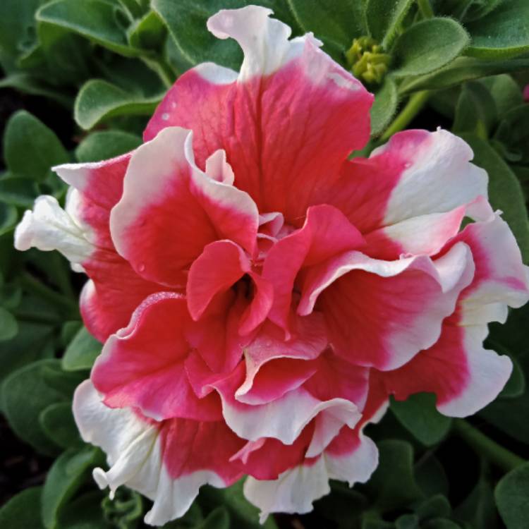 Plant image Petunia Frills And Spills 'Anna'