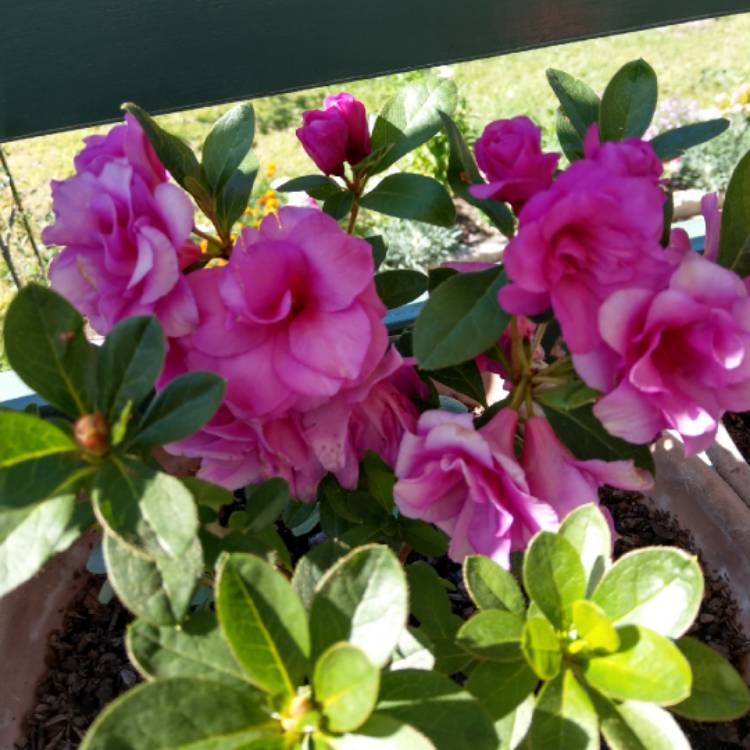 Plant image Rhododendron indicum 'Happy Days'