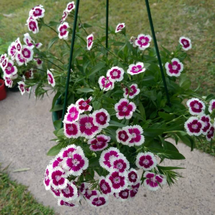 Plant image Dianthus 'Festival White Flame'