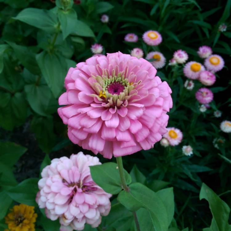 Plant image Zinnia elegans 'Lilliput Pink' (Lilliput Series)