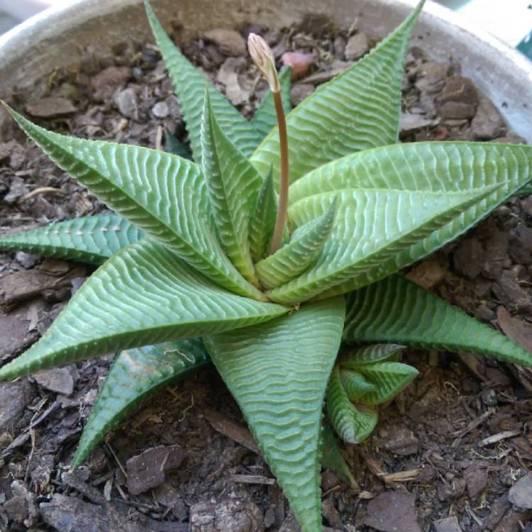 Plant image Haworthiopsis limifolia 'Green Knight' syn. Haworthia limifolia 'Green Knight'