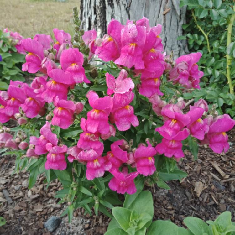 Plant image Antirrhinum 'Eternal'