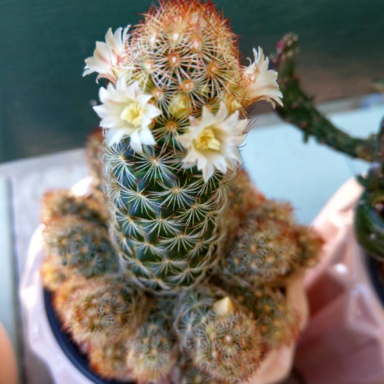 Plant image Mammillaria elongata 'Copper King'