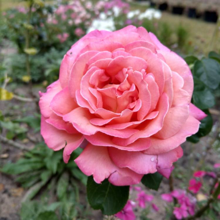 Plant image Rosa 'Chicago Peace'