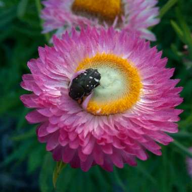 Xerochrysum bracteatum  syn. Helichrysum bracteatum, Bracteantha bracteata