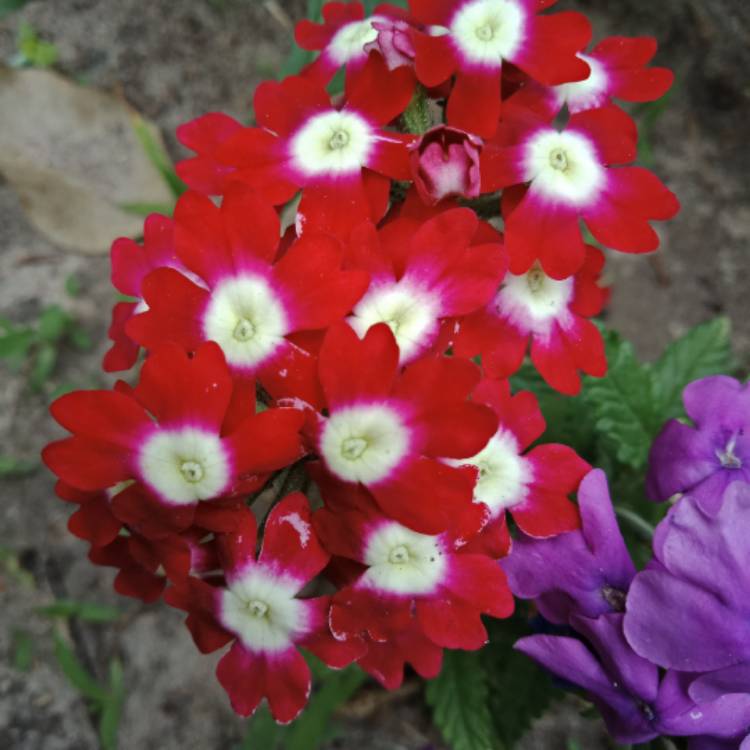 Plant image Verbena 'Venturi® Cherry Eye'