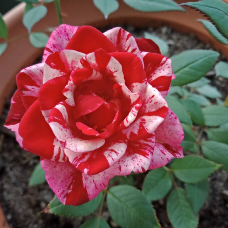 Plant image Rosa 'Poulty019' syn. Rosa 'Gigi'