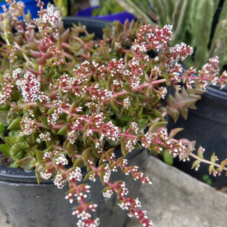 Plant image Crassula Capitella ssp. Thyrsiflora