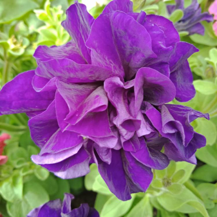 Plant image Petunia 'Blue Velvet'