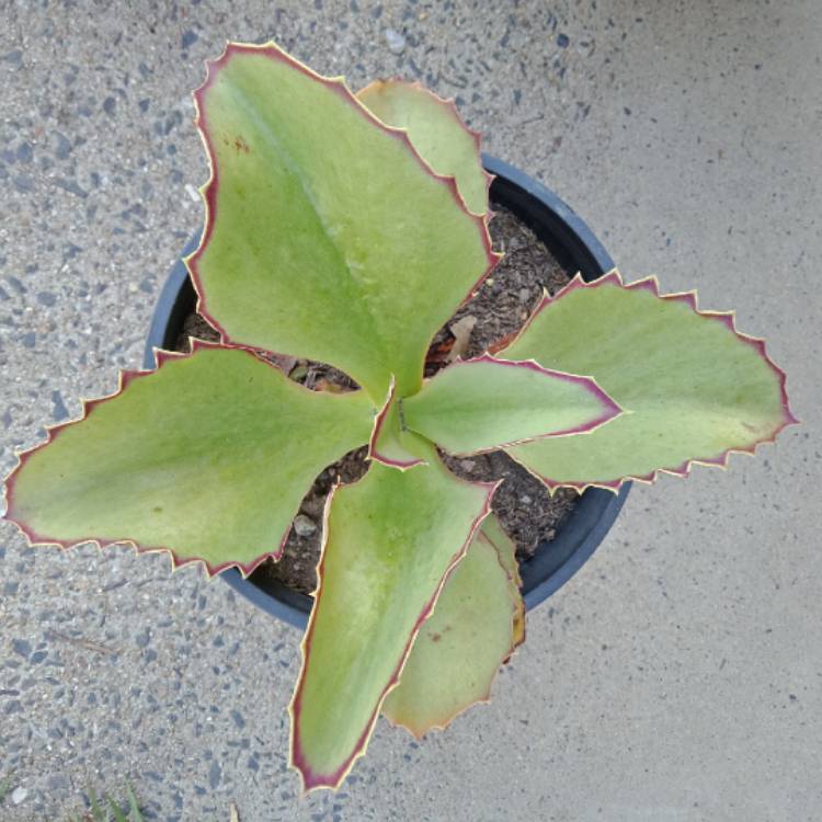 Plant image Kalanchoe Synsepala 'Gremlin'