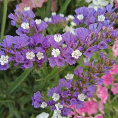 Limonium sinuatum 'Pacific Mix'