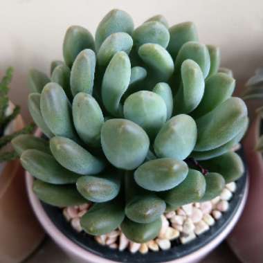 x Pachyveria Clavifolia