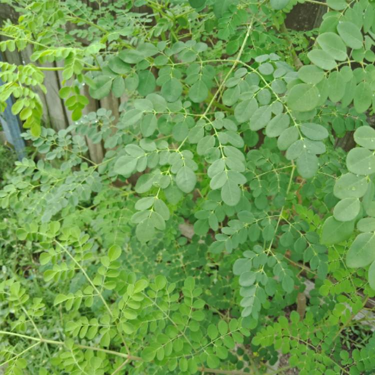 Plant image Moringa oleifera