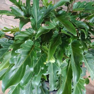 Thaumatophyllum xanadu syn. Philodendron xanadu, Philodendron 'Xanadu', Philodendron 'Winterbourn'