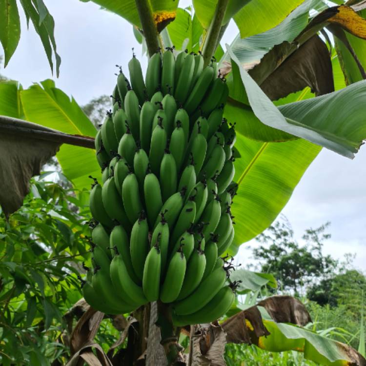 Plant image Musa 'Cavendishii'