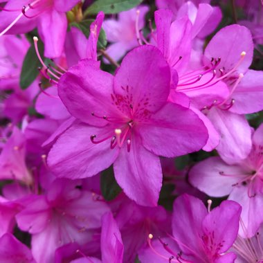 Rhododendron  (Azalea Varieties)