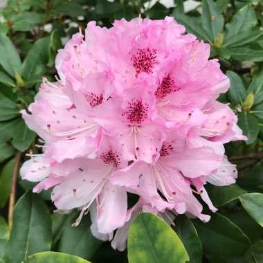 Rhododendron  (Rhododendron Varieties)