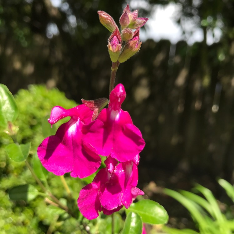 Plant image Salvia microphylla 'Heatwave Brilliance'