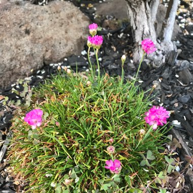 Armeria maritima