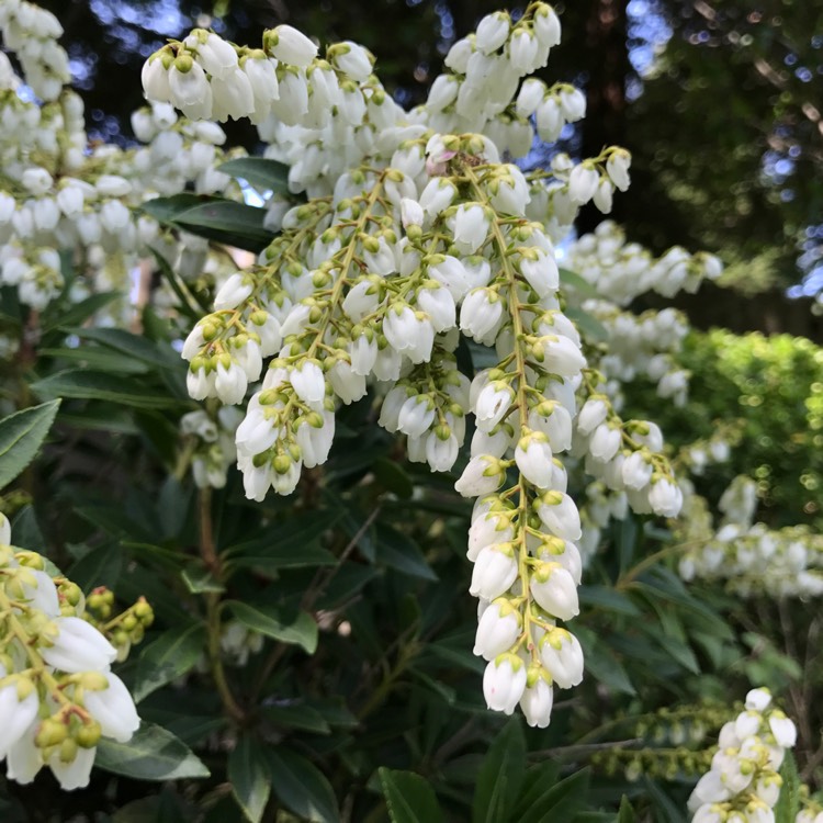 Plant image Pieris japonica 'Prelude'