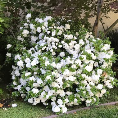 Rhododendron  (Azalea Varieties)