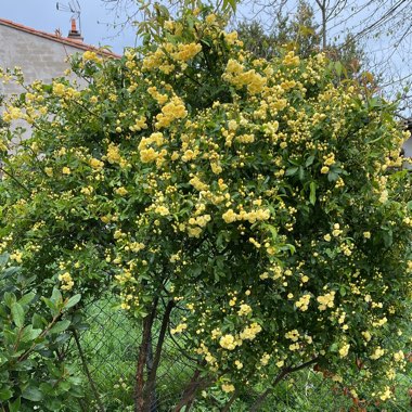 Lady Banks Rose 'Lutea'