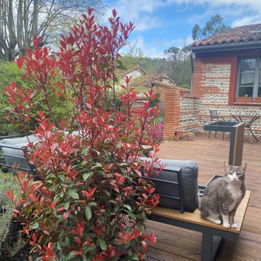 Photinia 'Carre Rouge'