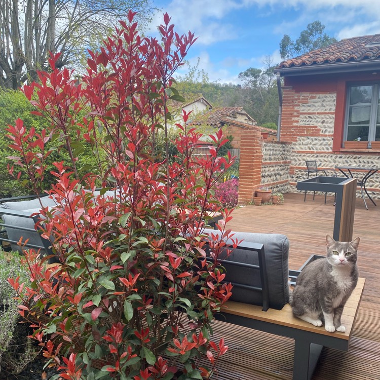 Plant image Photinia x fraseri 'Carre Rouge'