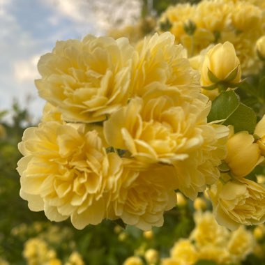 Lady Banks Rose 'Lutea'