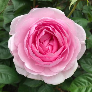 Rosa 'Ausmixture' syn. Rosa 'Olivia Rose Austin'