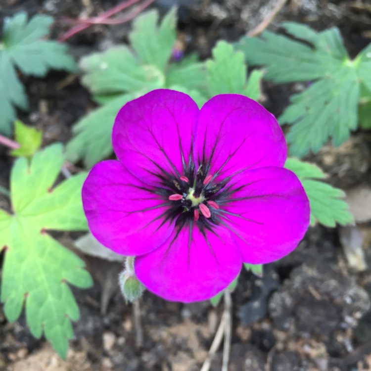 Plant image Geranium 'Ann Folkard'