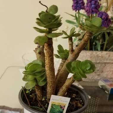 Portulaca Molokiniensis 