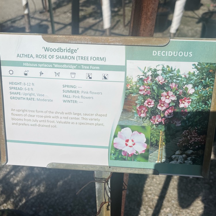 Plant image Hibiscus syriacus 'Woodbridge'