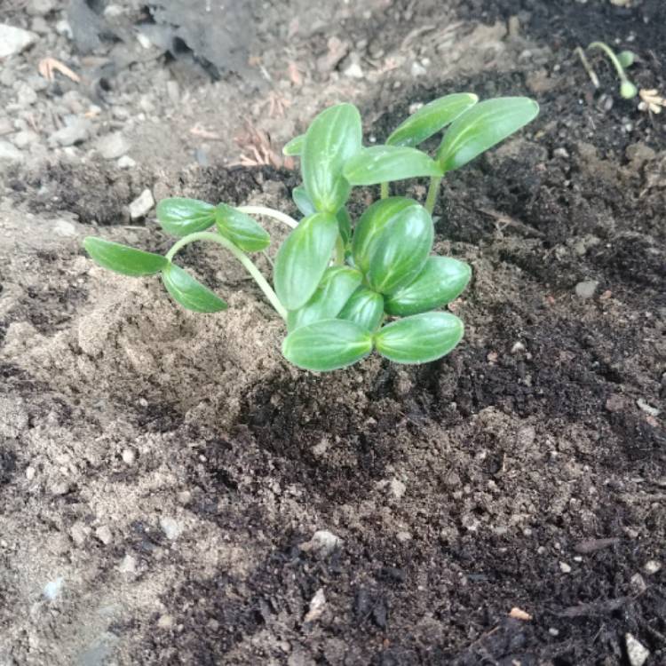 Plant image Cucumis sativus 'Bush Crop'