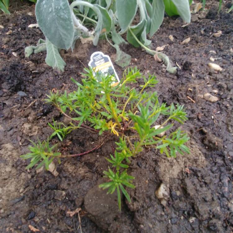 Plant image Iberis sempervirens 'Whiteout'