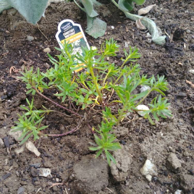 Plant image Iberis sempervirens 'Whiteout'